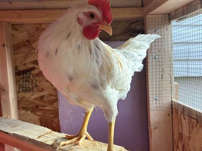 rooster Trade For Hen