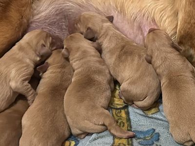 AKC Fox Red Lab Labrador puppies