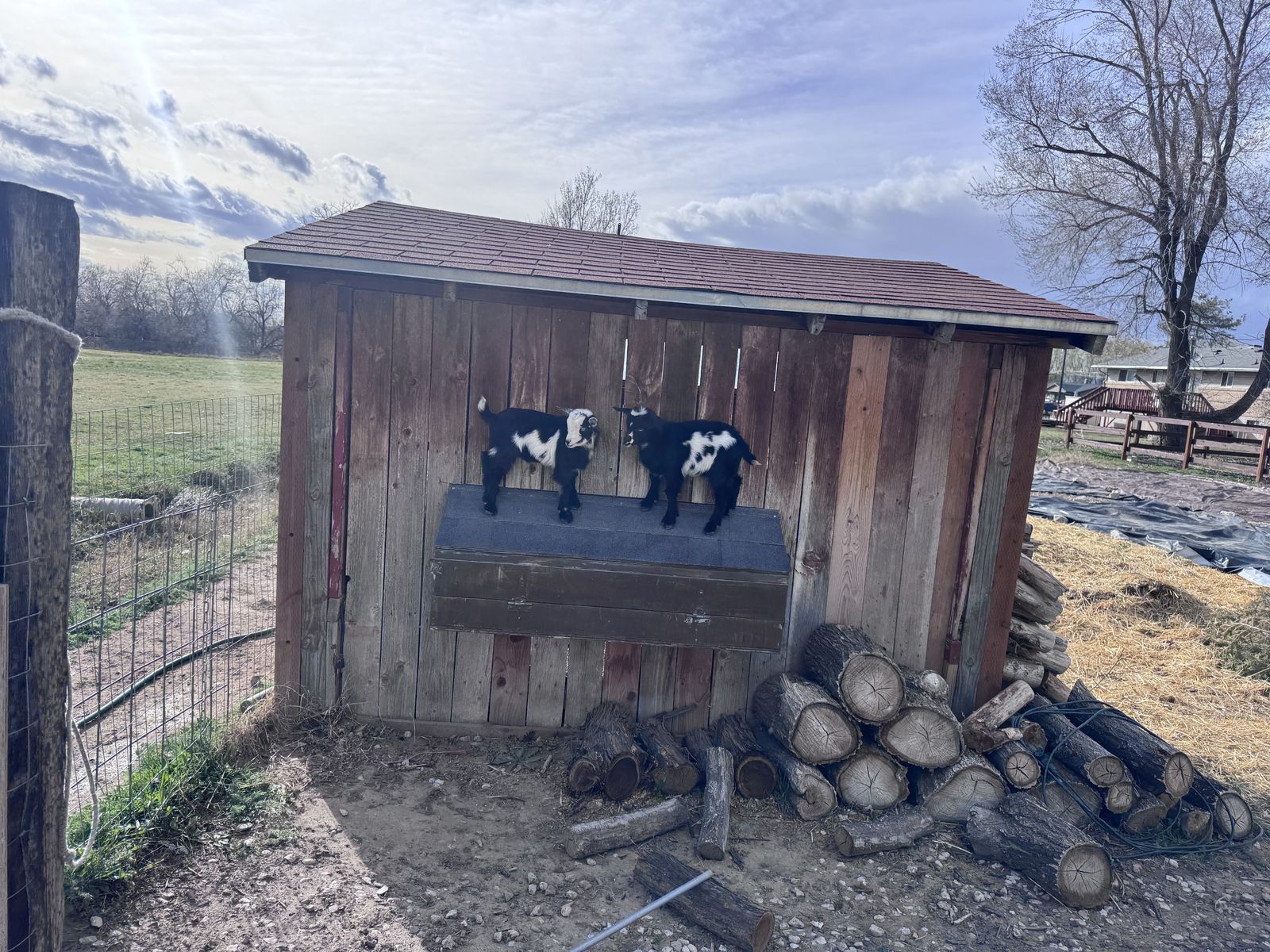 Buckling Nigerian Dwarf Goats