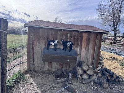 Buckling Nigerian Dwarf Goats