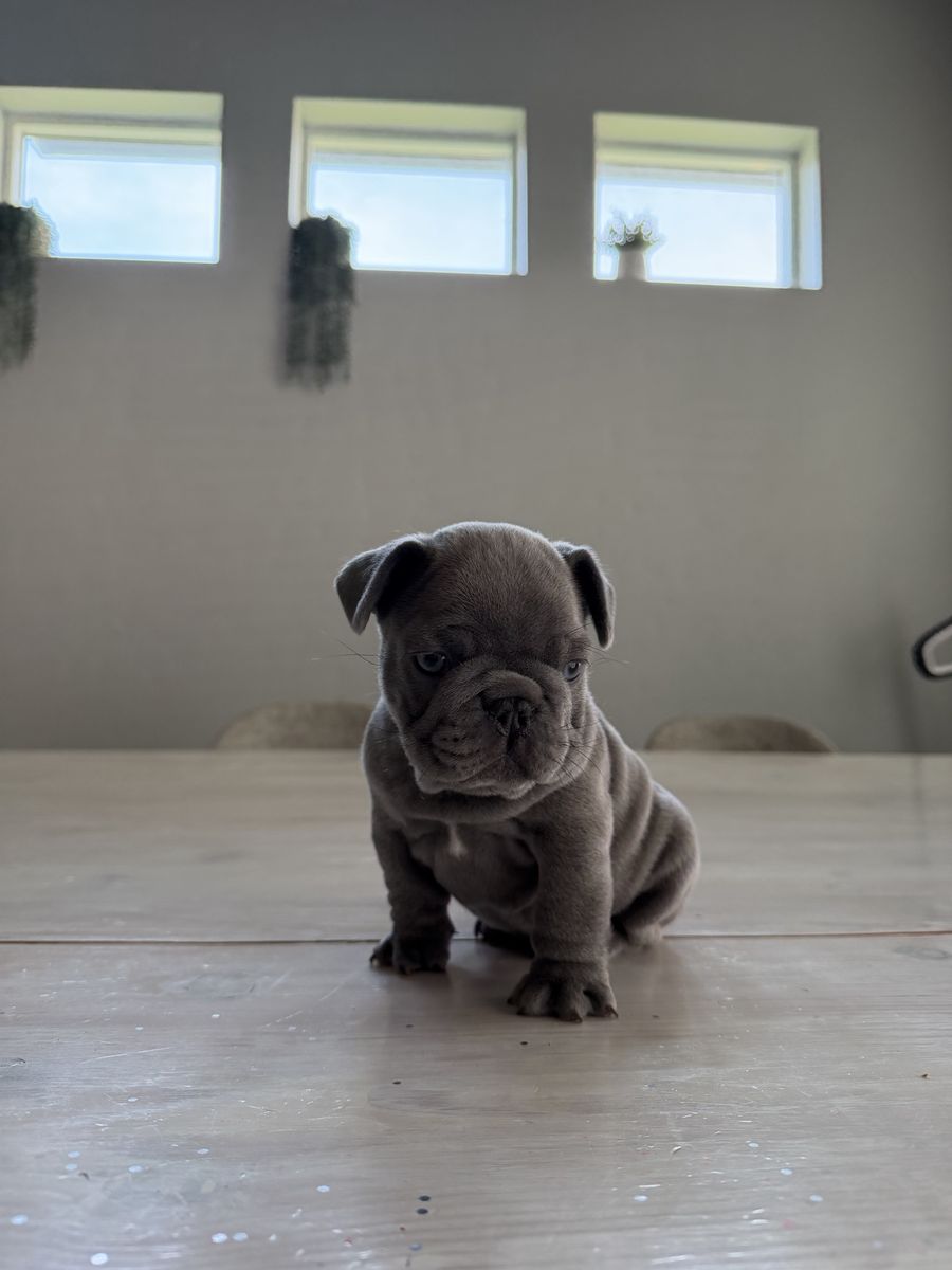 French bulldog