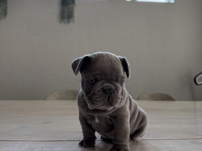 French bulldog