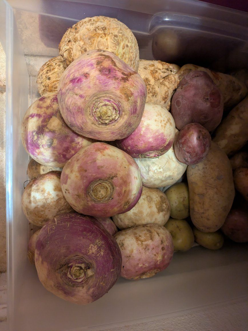 turnips and celery root