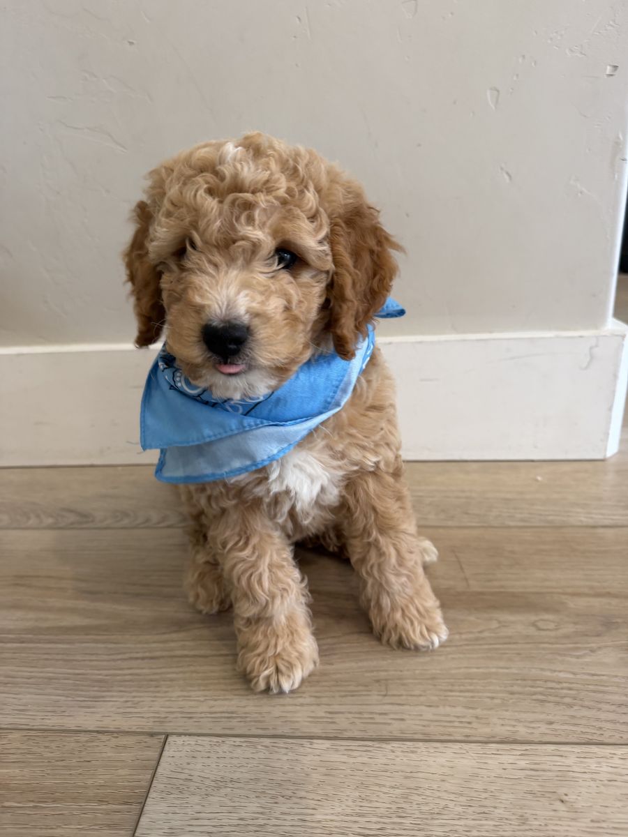 Major Price Reduction - $850 - F2 Mini Goldendoodle Puppy - Crate & Potty /Trained - Great Price for Great Temperament Puppy