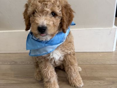 Major Price Reduction - $850 - F2 Mini Goldendoodle Puppy - Crate & Potty /Trained - Great Price for Great Temperament Puppy