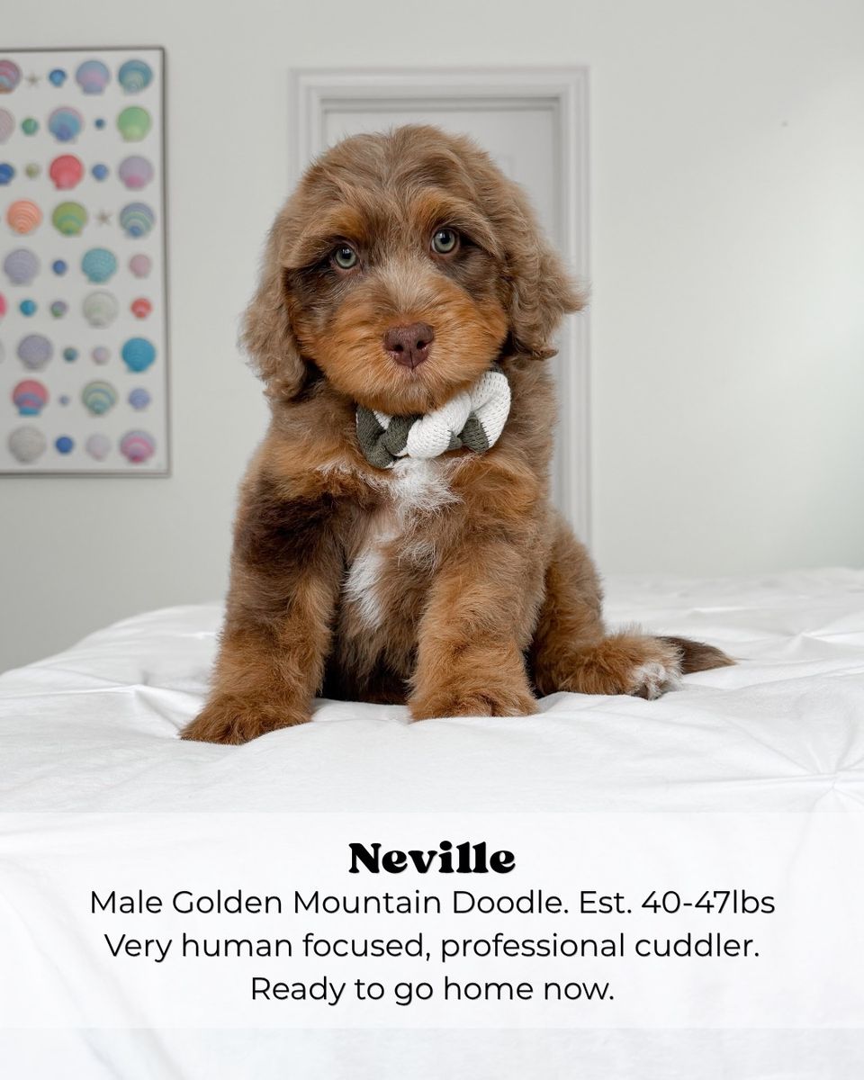 Neville - Male Golden Mountain Doodle Puppy 
