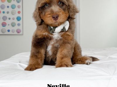 Neville - Male Golden Mountain Doodle Puppy
