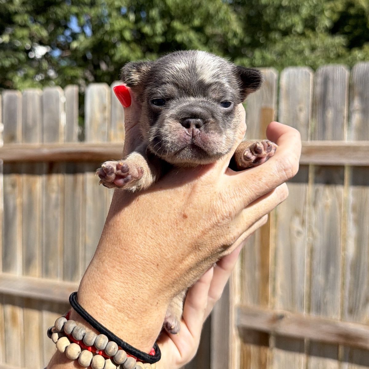 French bulldog puppies 
