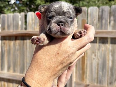 French bulldog puppies