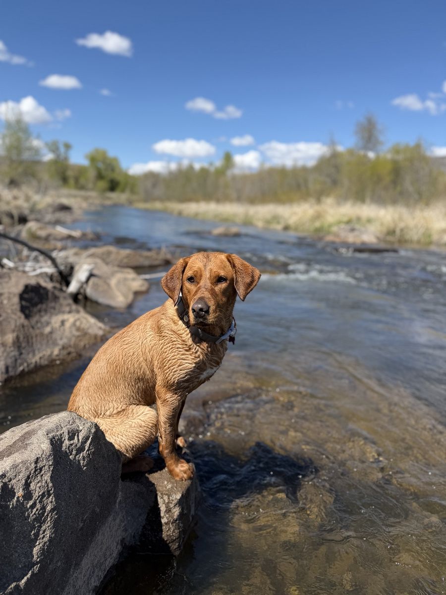 Red Fox Lab Stud