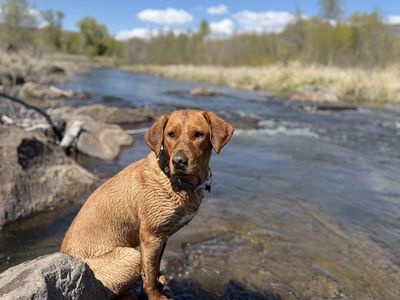 Red Fox Lab Stud