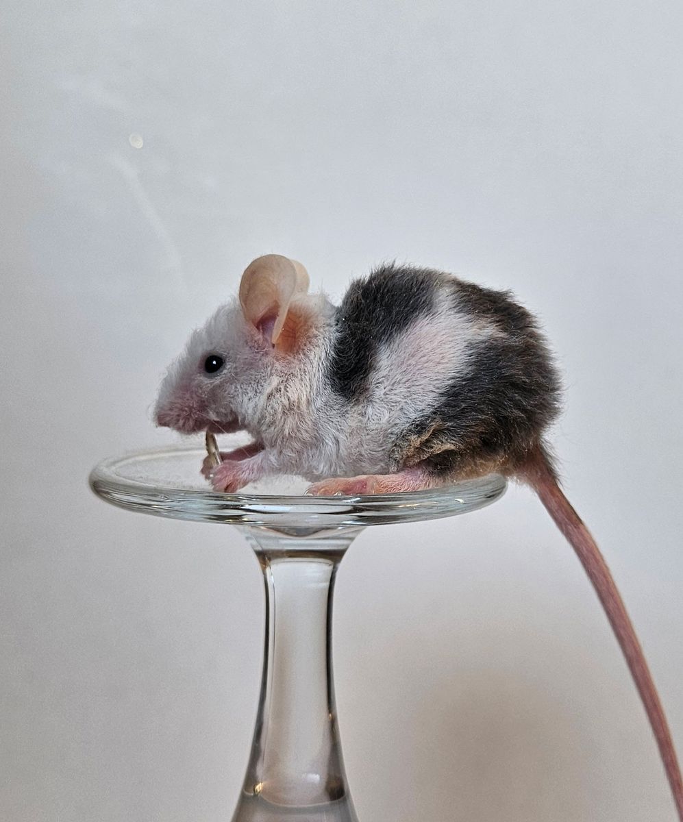 Baby Female Curly Mice