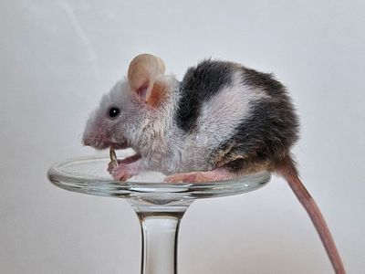 Baby Female Curly Mice