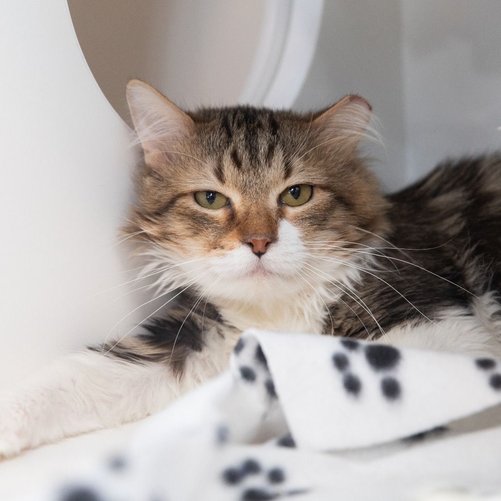 Hello my name is Thread Crumb