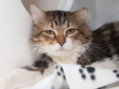 Hello my name is Thread Crumb