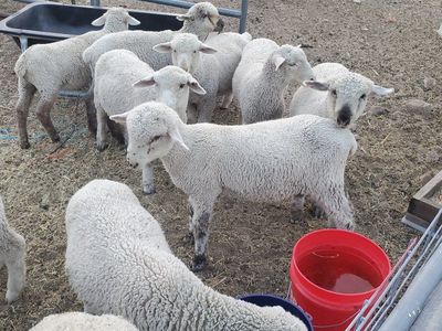 BIG LAMBS