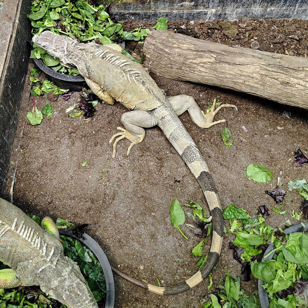 female green iguana