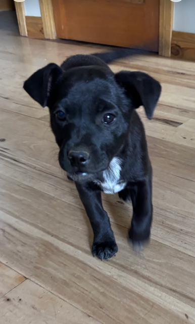 Boxer Puppy