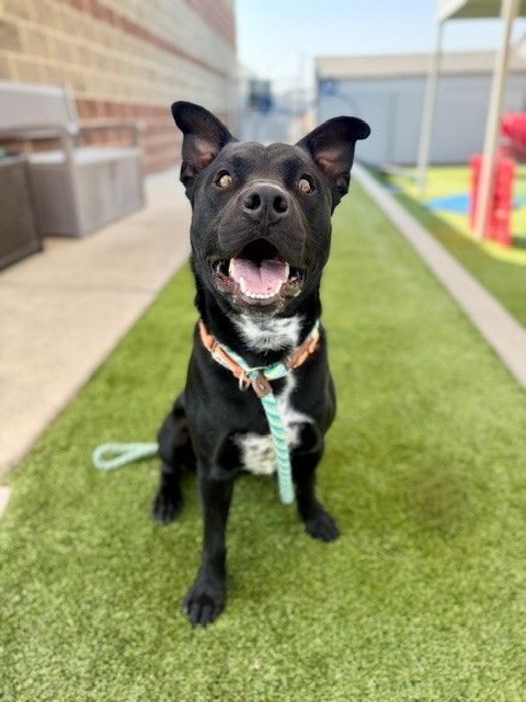 Available for Adoption! A164649 Espresso!