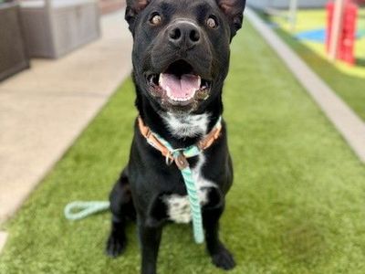 Available for Adoption! A164649 Espresso!