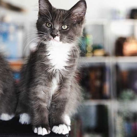 PRICE REDUCED Female Ragdoll Maine Coon Mix Kitten  GO HOME NOW
