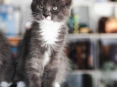 PRICE REDUCED Female Ragdoll Maine Coon Mix Kitten GO HOME NOW