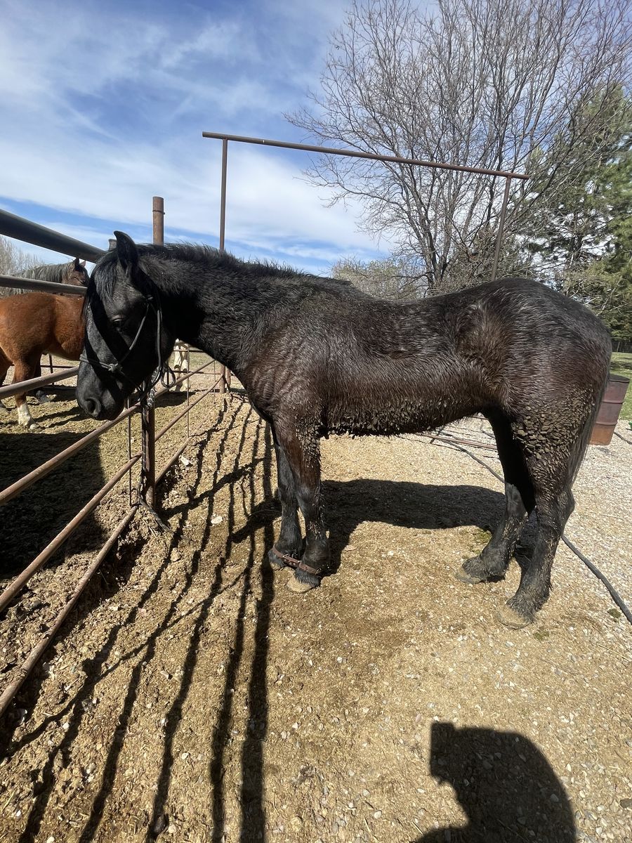 2 year old 1/4 draft 1/4 Friesian 1/2 quarter horse