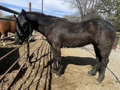2 year old 1/4 draft 1/4 Friesian 1/2 quarter horse