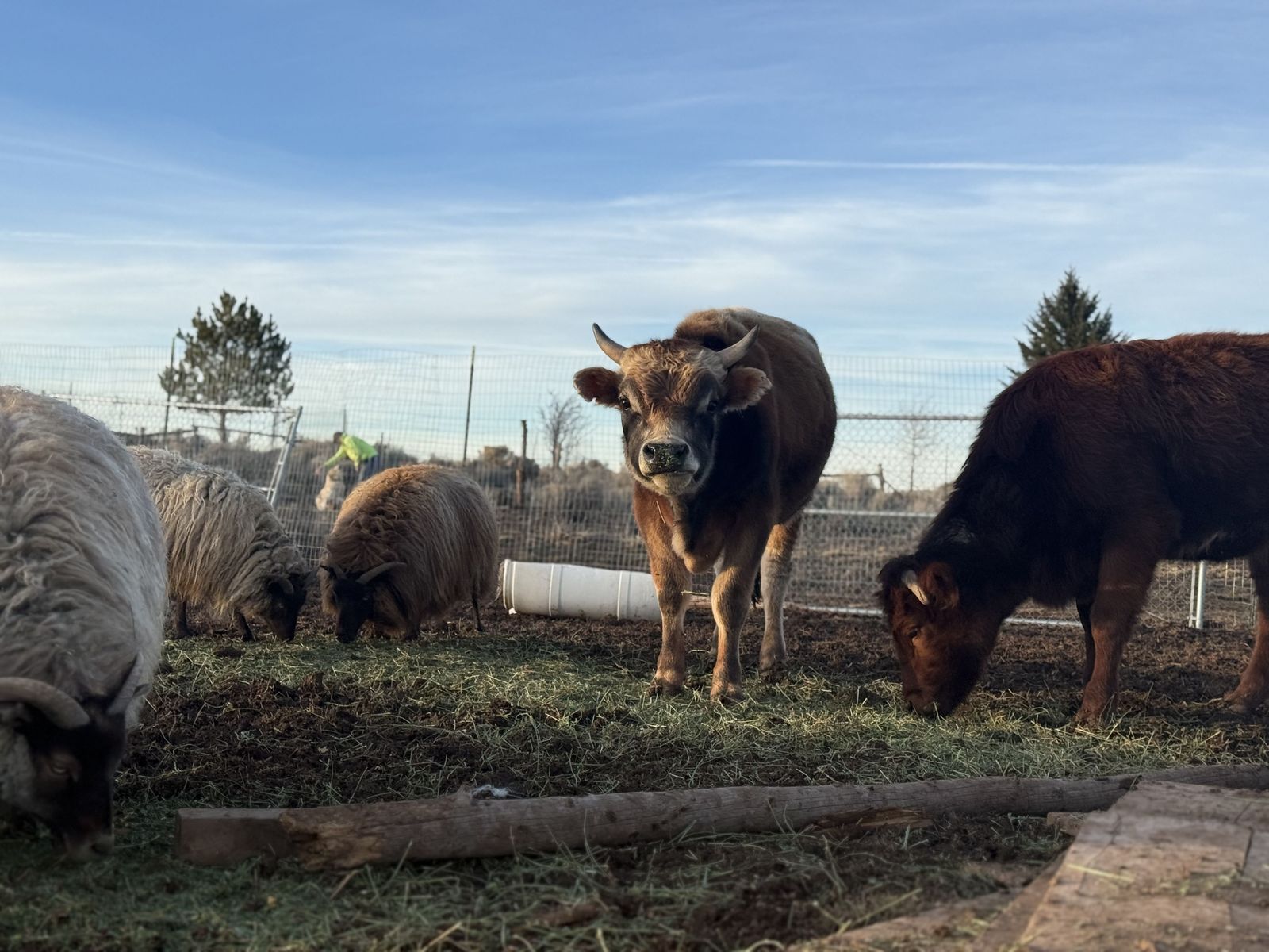 Breeding Mini Jersey/Highland cow