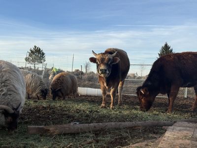 Breeding Mini Jersey/Highland cow