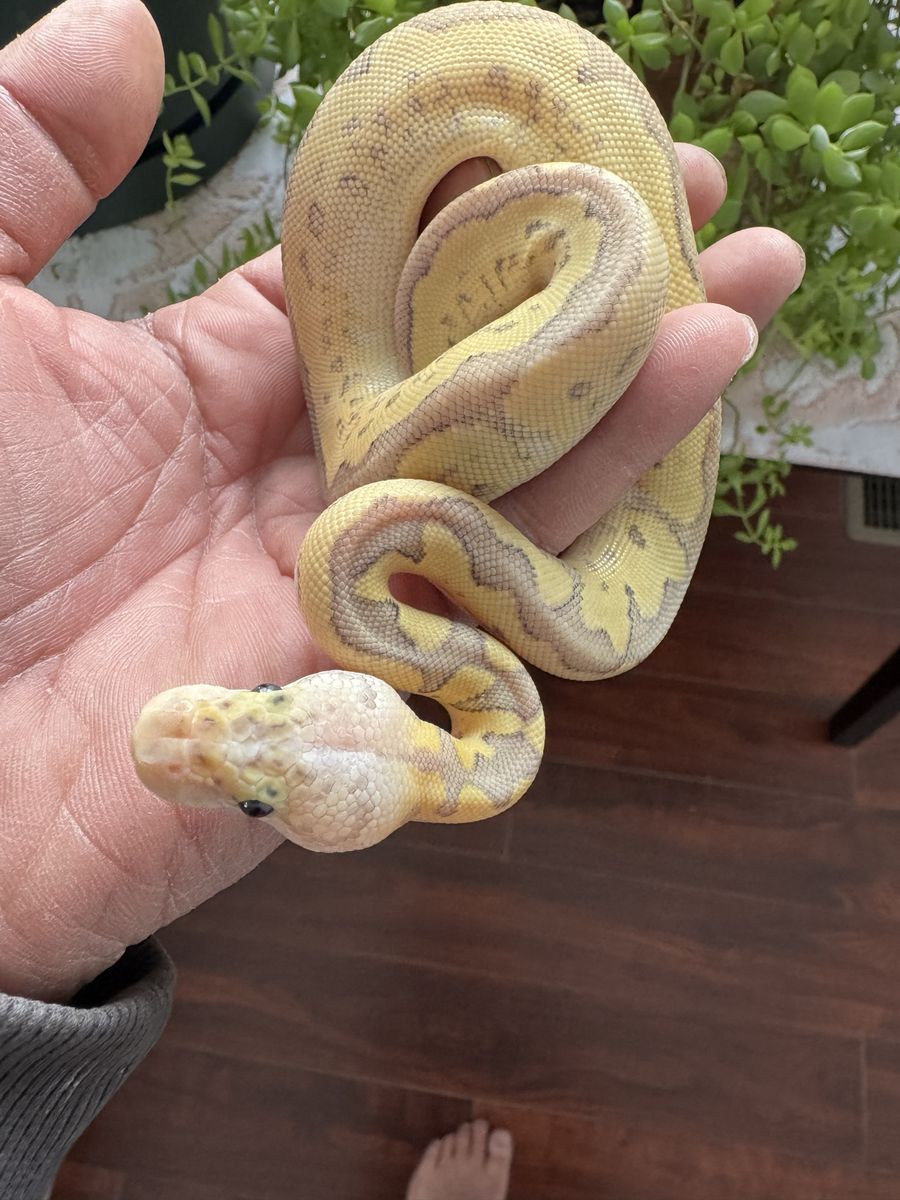 Ball Python Hatchling