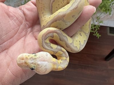 Ball Python Hatchling