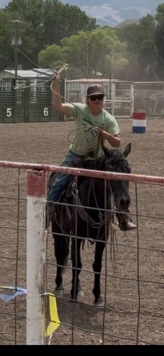 15 hand 4 year old True Black 1/4 Draft Mare