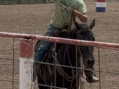 15 hand 4 year old True Black 1/4 Draft Mare