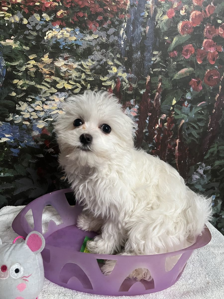 AKC Maltese Male