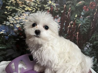 AKC Maltese Male