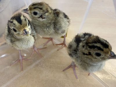 Ringneck Pheasant Chicks