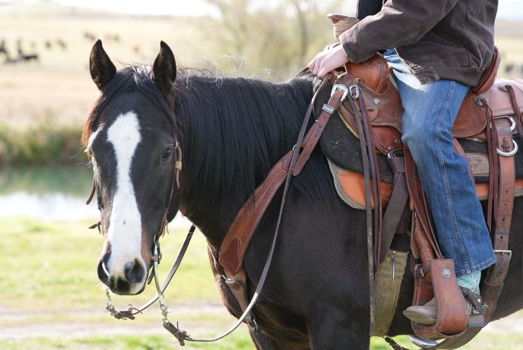 Beautiful 7 Year Old Mare - Ranch Horse