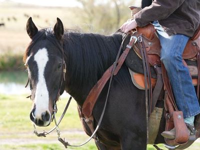Beautiful 7 Year Old Mare - Ranch Horse