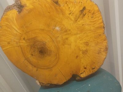 Natural Live Edge Wood Slice Slab with Finished Top box elder