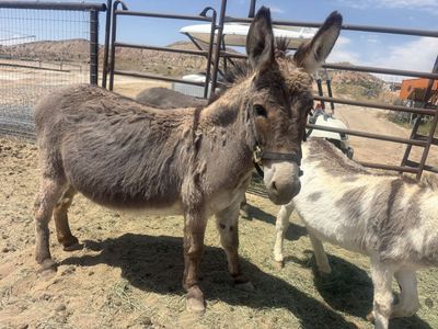 Miniature Donkey