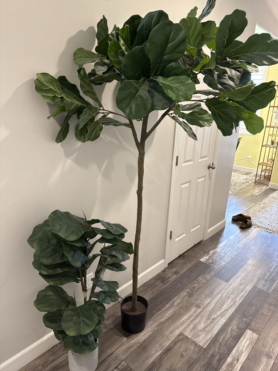 Artificial Fiddle Leaf Fig Trees – Large & Medium – Like New