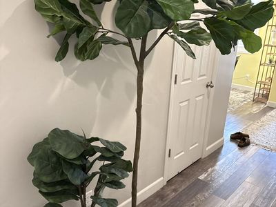 Artificial Fiddle Leaf Fig Trees – Large & Medium – Like New