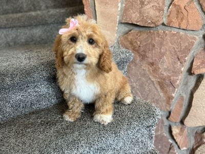 1 girl left Darling mini Goldendoodle F1bb, doggy door trained,