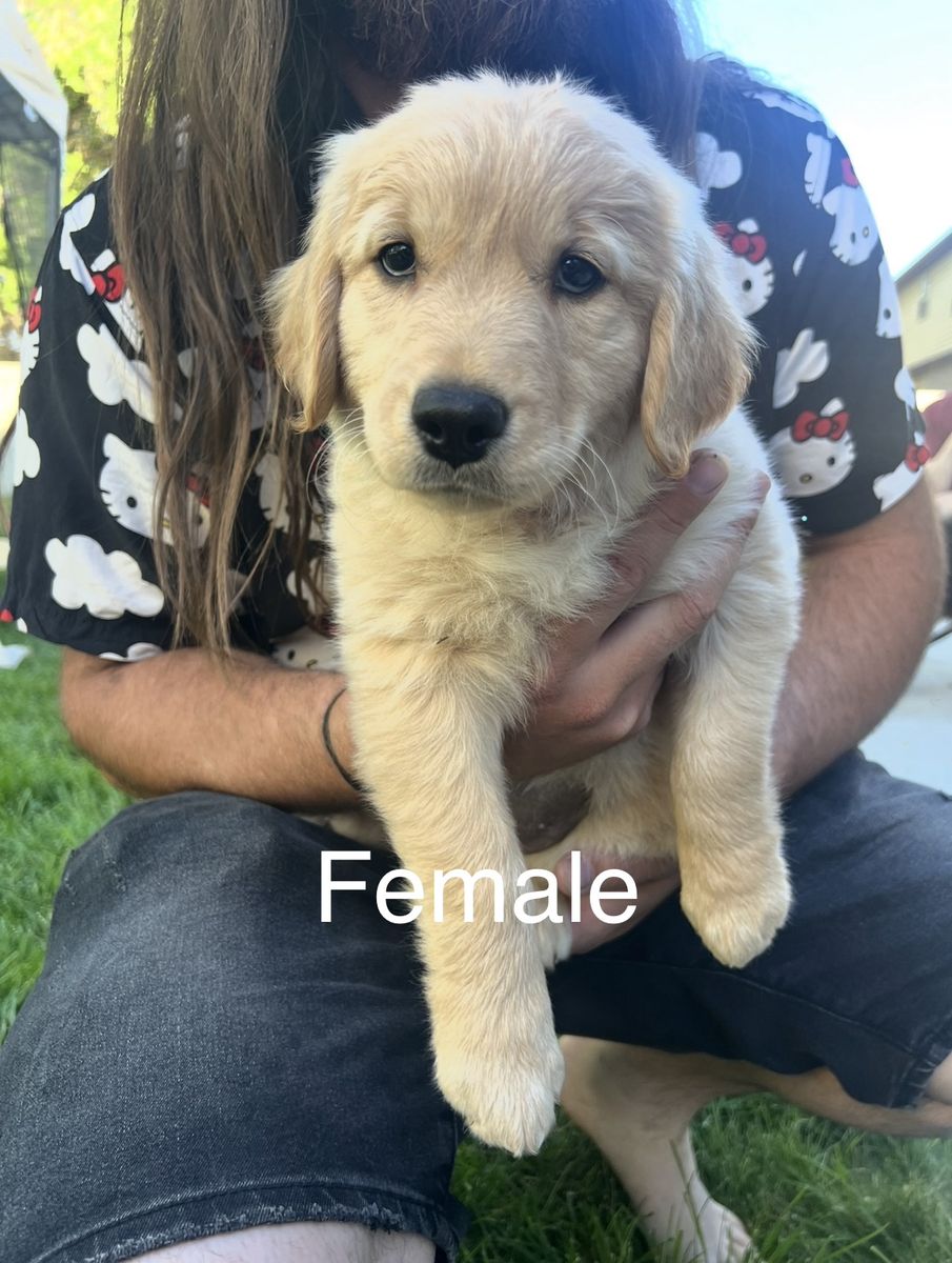 Goldendoodle Puppies
