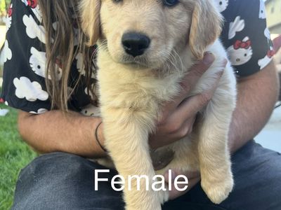 Goldendoodle Puppies