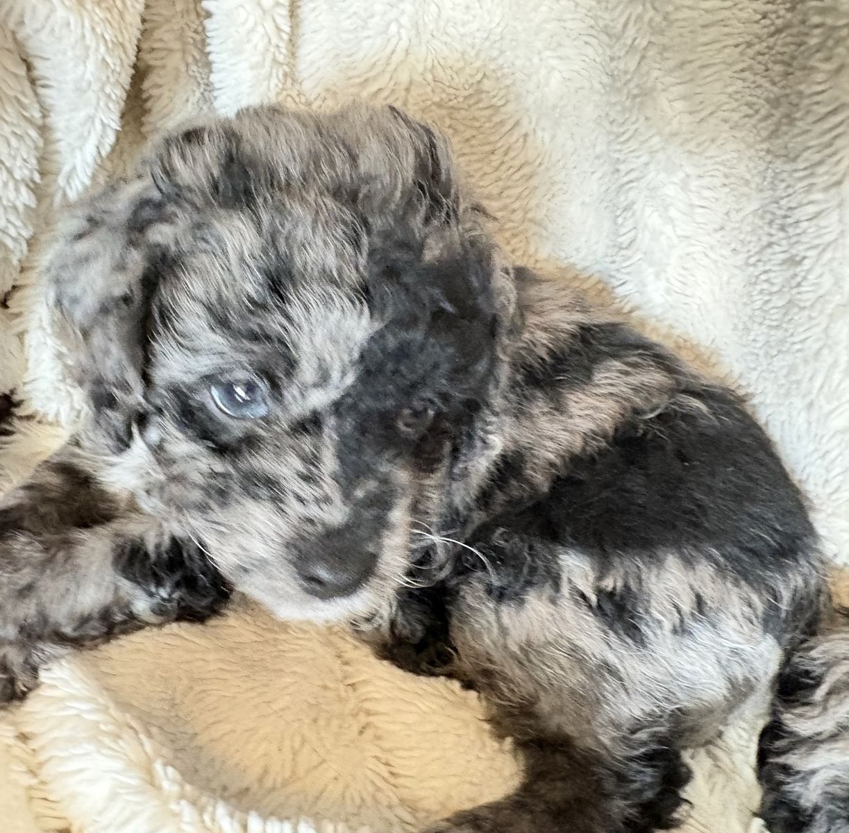 Cockapoo puppies
