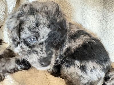 Cockapoo puppies