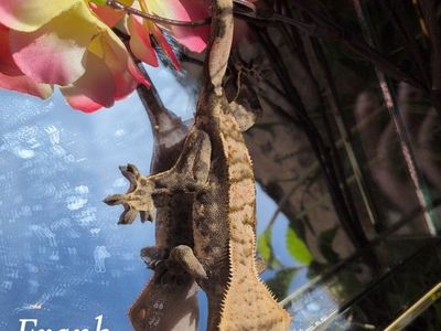 Male crested gecko