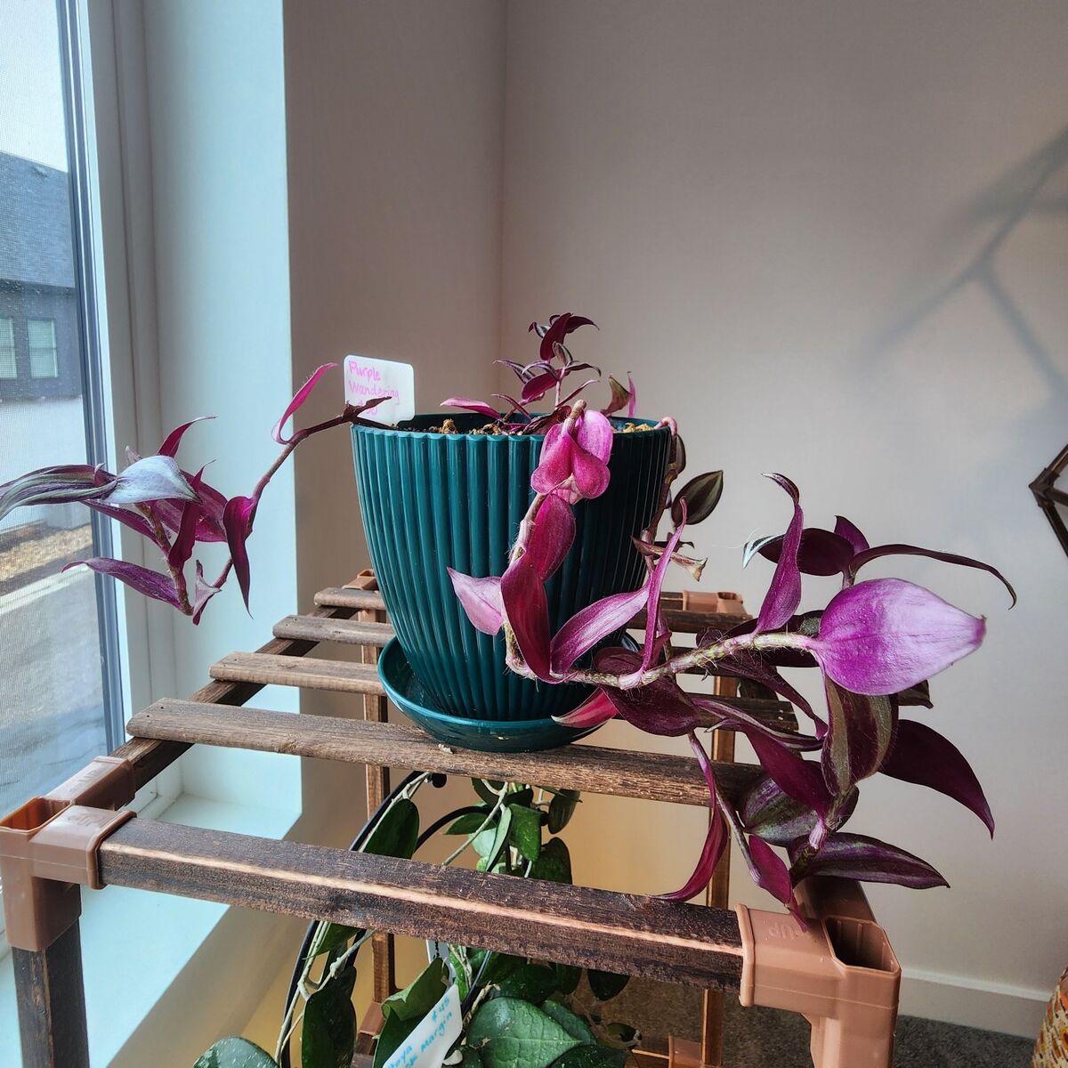 6 Tradescantia Zebrinas in New 6-inch Planter